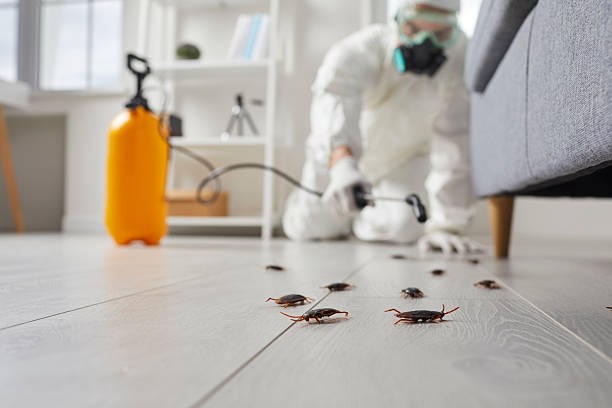 Commercial Rodent Management in Lula